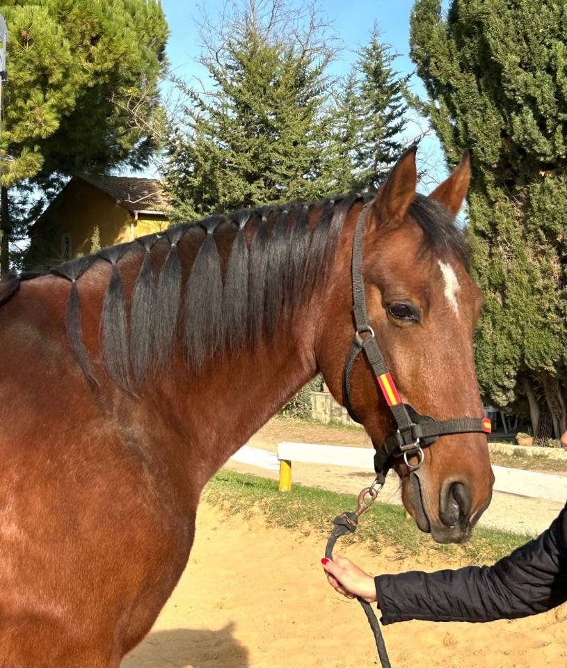 Gelding PRE Pure Spanish Bred For sale 2018 Bay