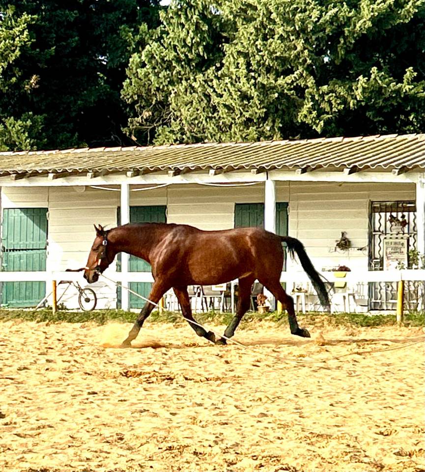 Gelding PRE Pure Spanish Bred For sale 2018 Bay