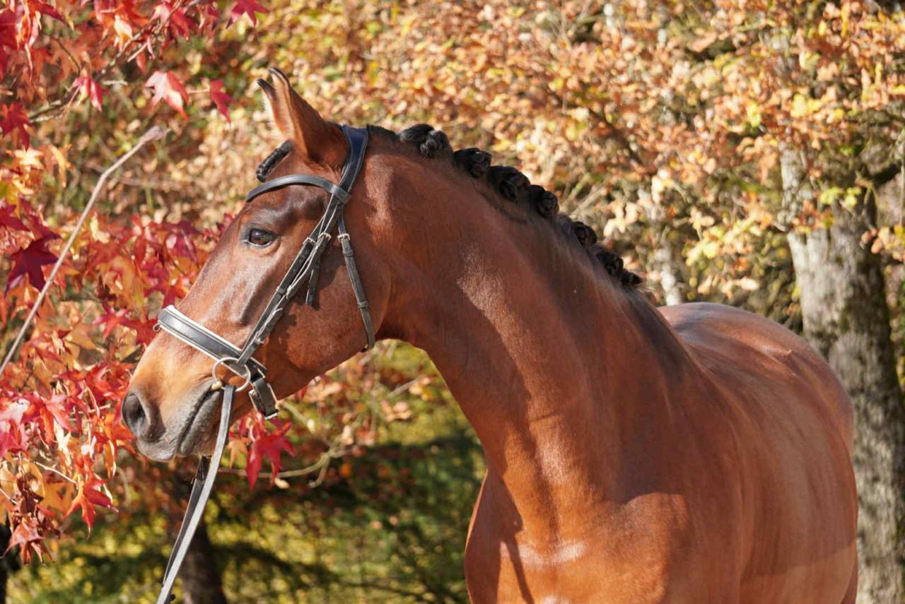 Gelding PRE Pure Spanish Bred For sale 2013 Bay