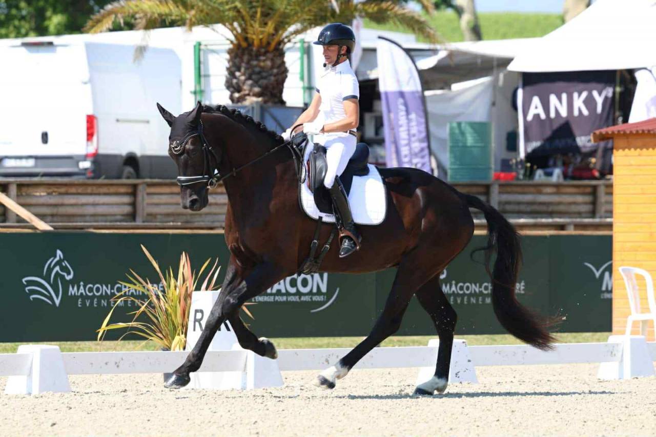 Gelding Hanoverian For sale 2021 Black