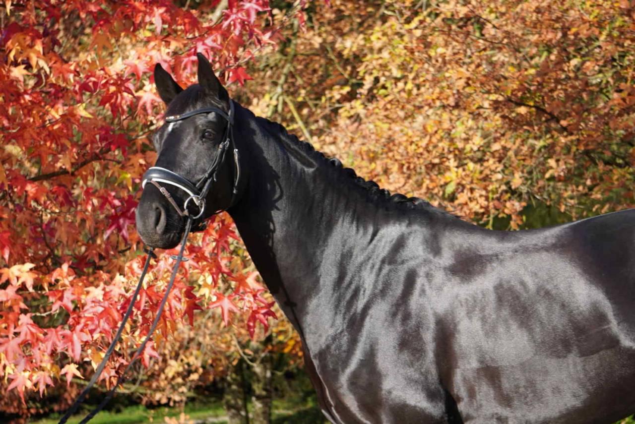 Gelding Hanoverian For sale 2021 Black