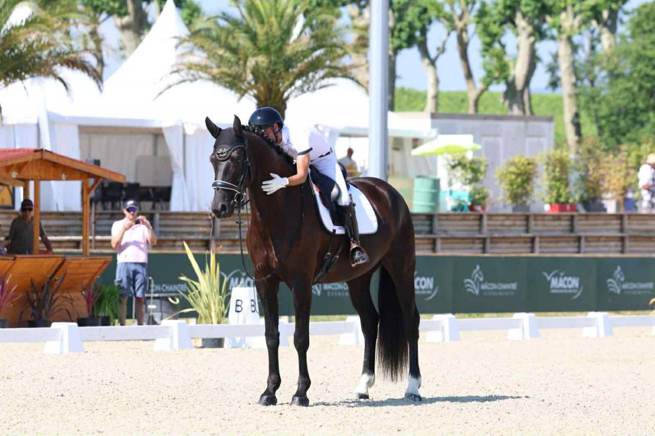 Gelding Hanoverian For sale 2021 Black