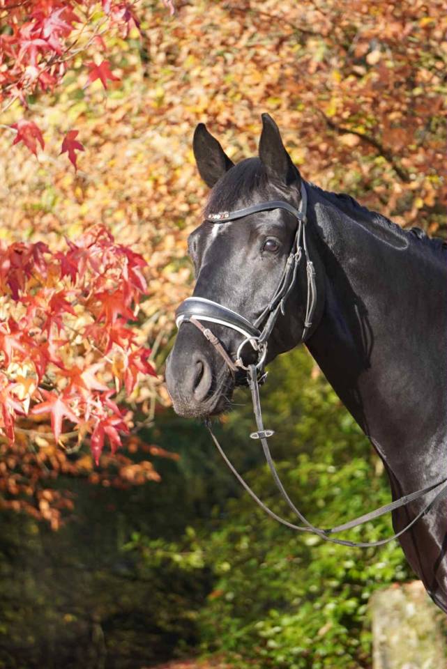 Gelding Hanoverian For sale 2021 Black