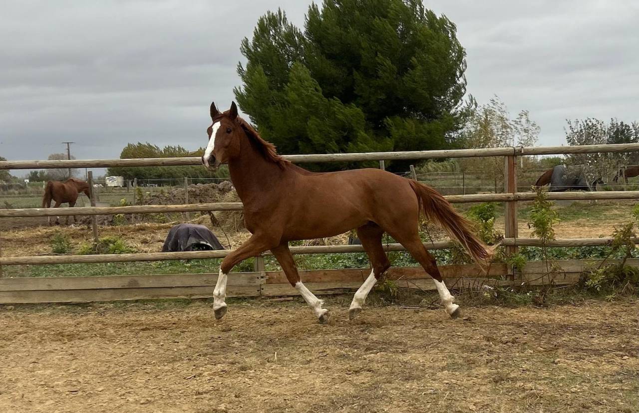 Gelding Zangersheide For sale 2018 Chesnut
