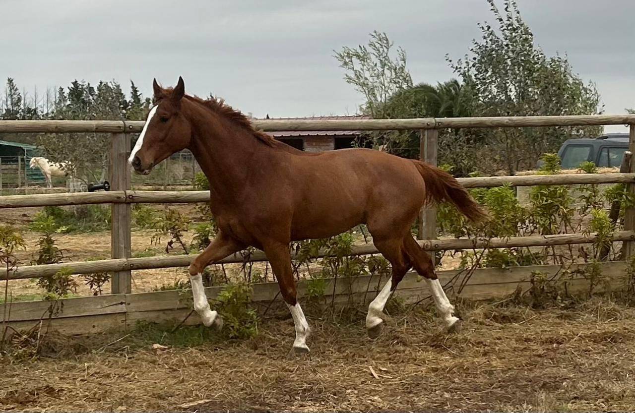 Gelding Zangersheide For sale 2018 Chesnut