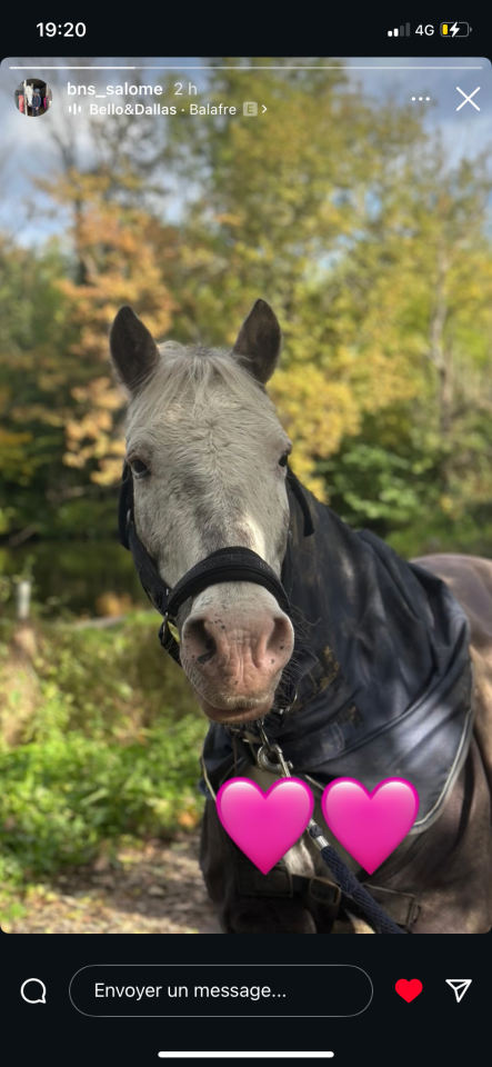 Gelding No Origin Recorded For sale 2007 Coloured