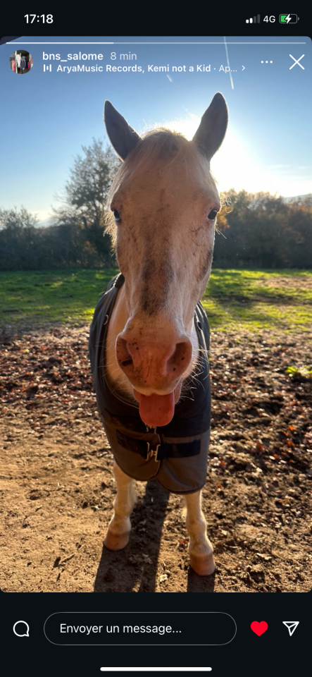 Gelding No Origin Recorded For sale 2007 Coloured