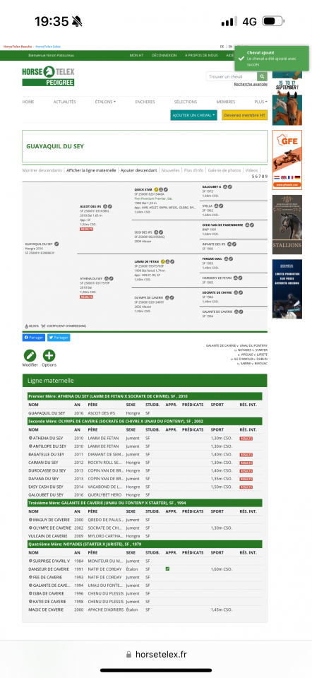 Gelding Selle Français For sale 2017 Bay