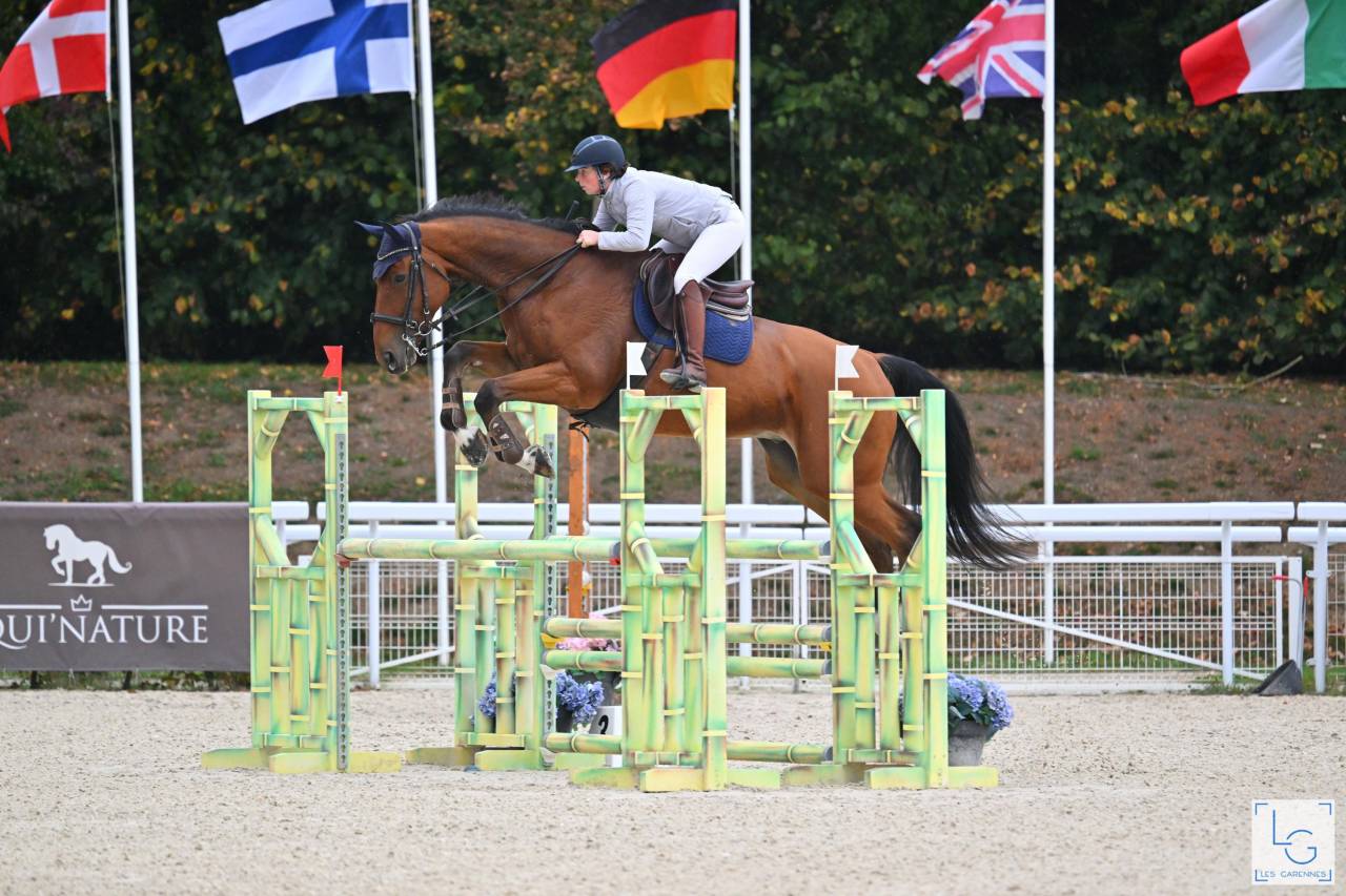 Gelding Selle Français For sale 2017 Bay