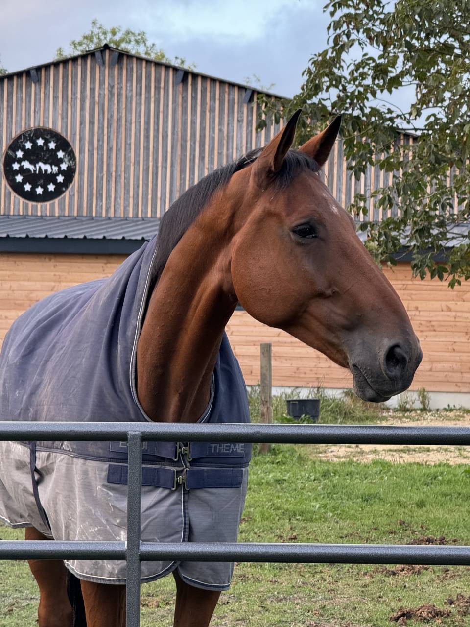 Gelding Selle Français For sale 2017 Bay