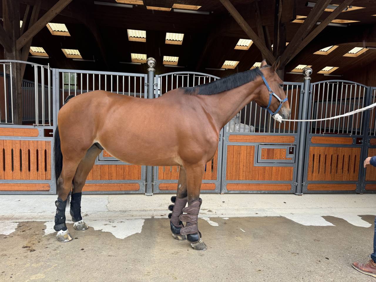Gelding Selle Français For sale 2017 Bay
