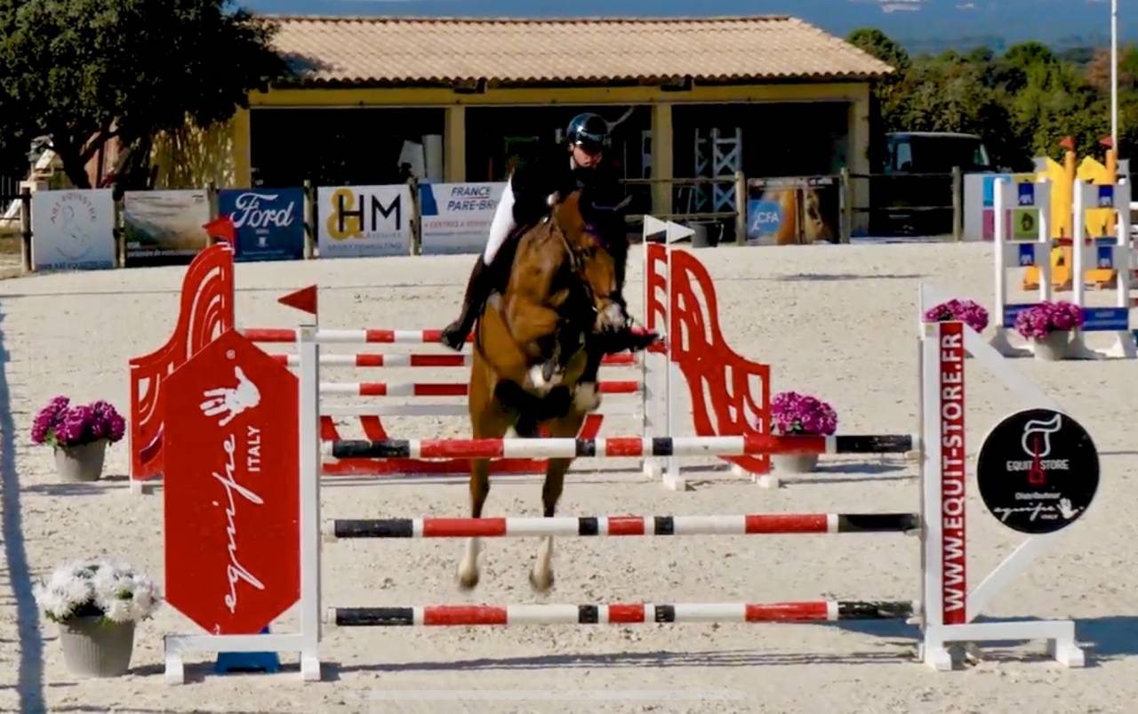 Gelding Selle Français For sale 2019 Bay
