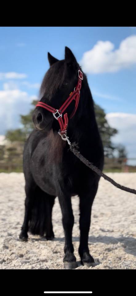 Mare Shetland Pony For sale 2023 Black