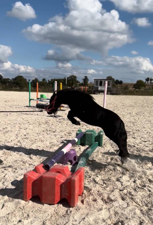 Mare Shetland Pony For sale 2023 Black