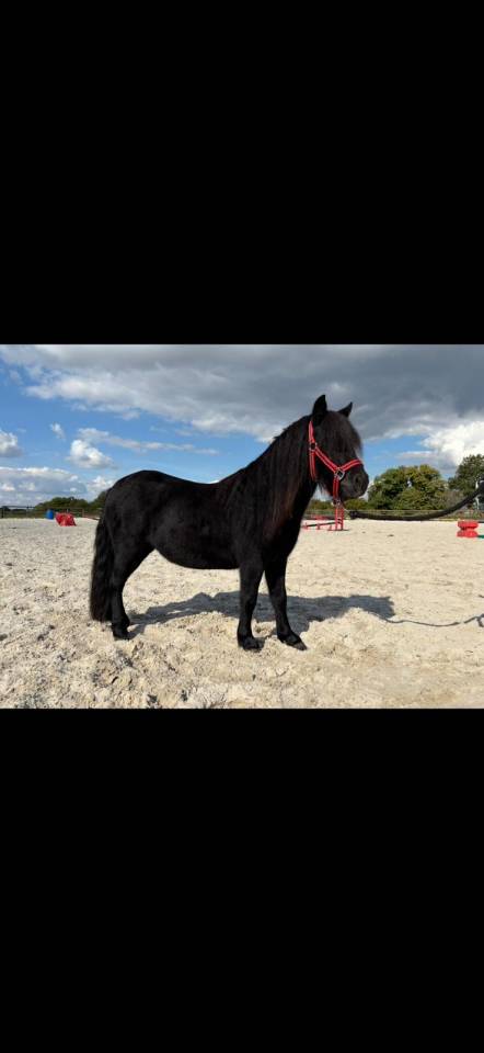 Gelding Shetland Pony For sale 2023 Black