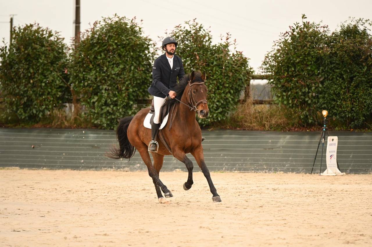 Gelding Selle Français For sale 2019 Bay