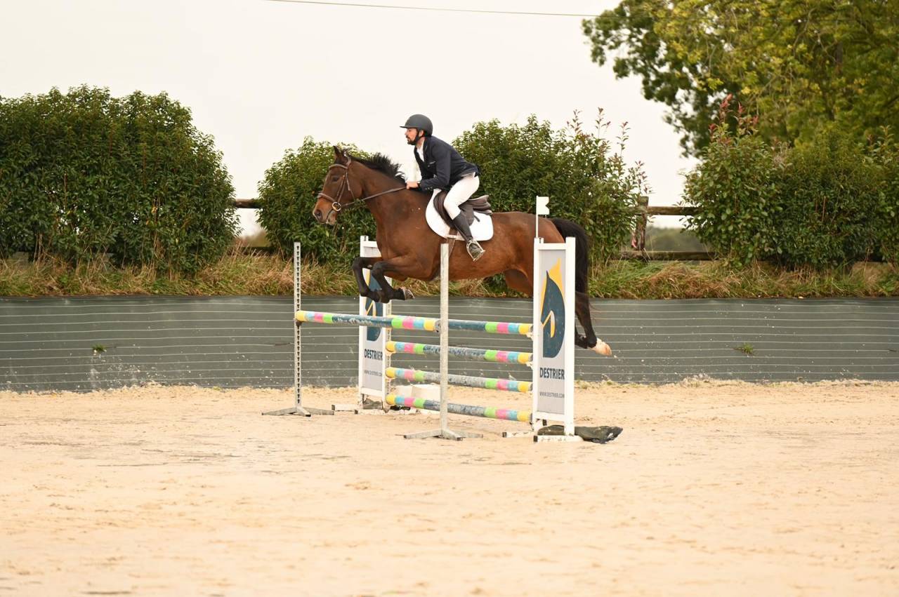 Gelding Selle Français For sale 2019 Bay