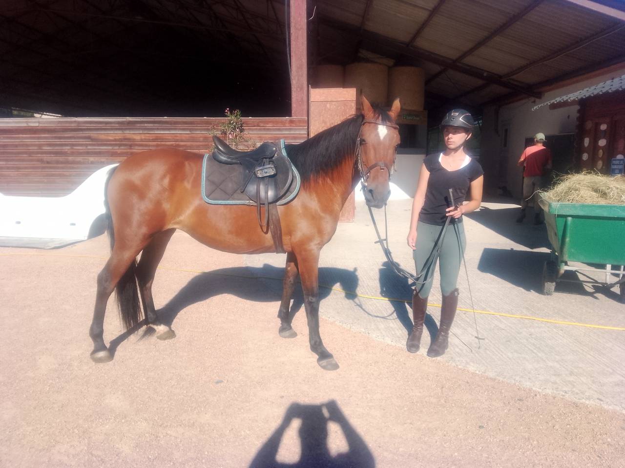 Mare No Origin Recorded For sale 2020 Bay