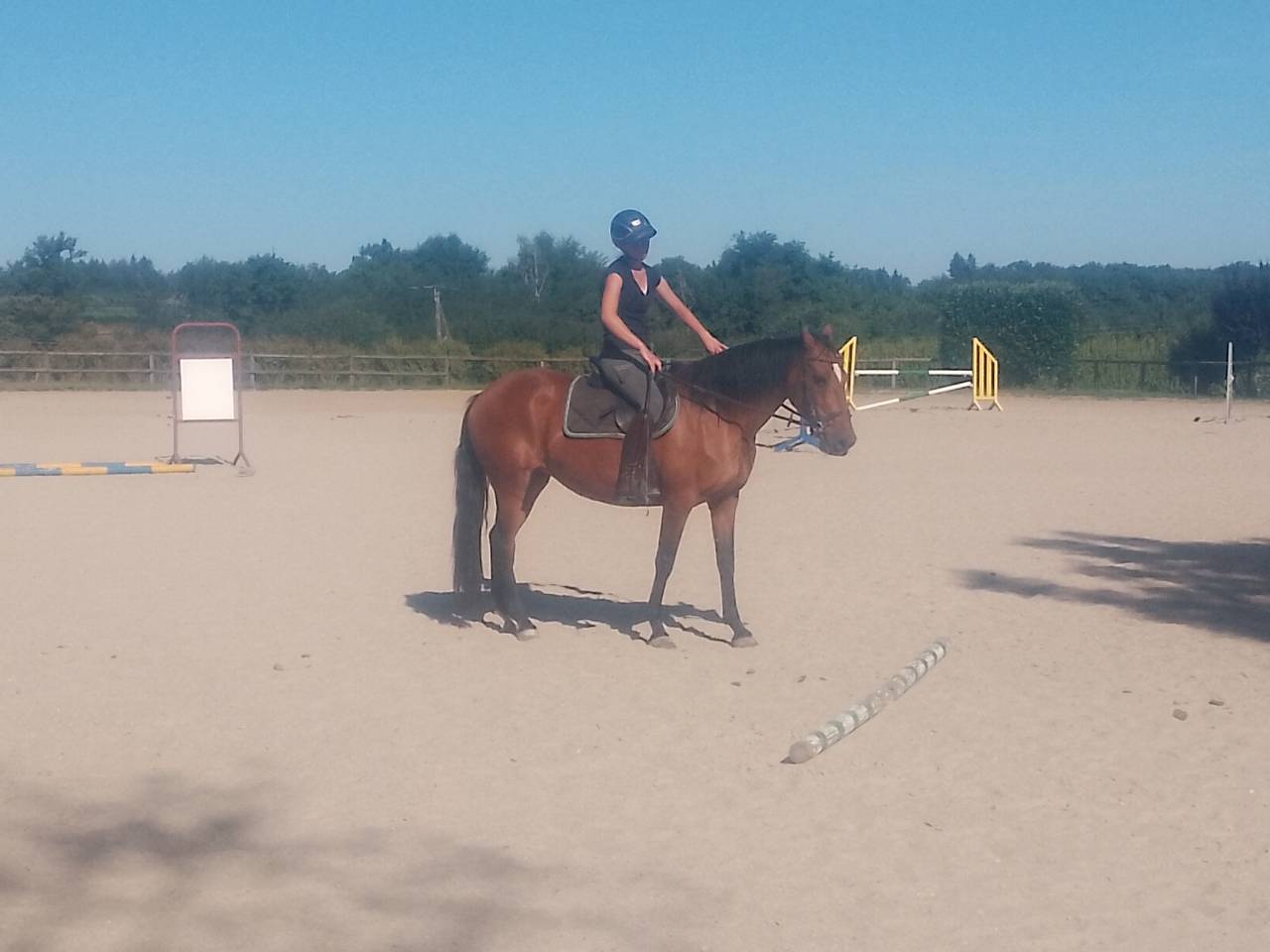 Mare No Origin Recorded For sale 2020 Bay