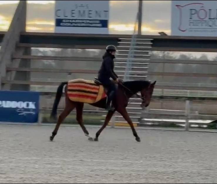 Gelding Thoroughbred For sale 2023 Bay