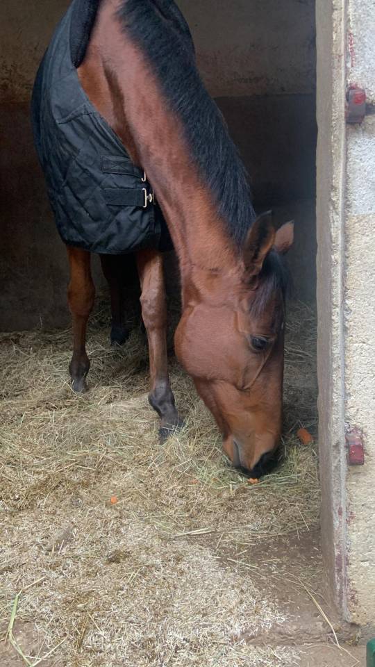 Gelding Thoroughbred For sale 2023 Bay