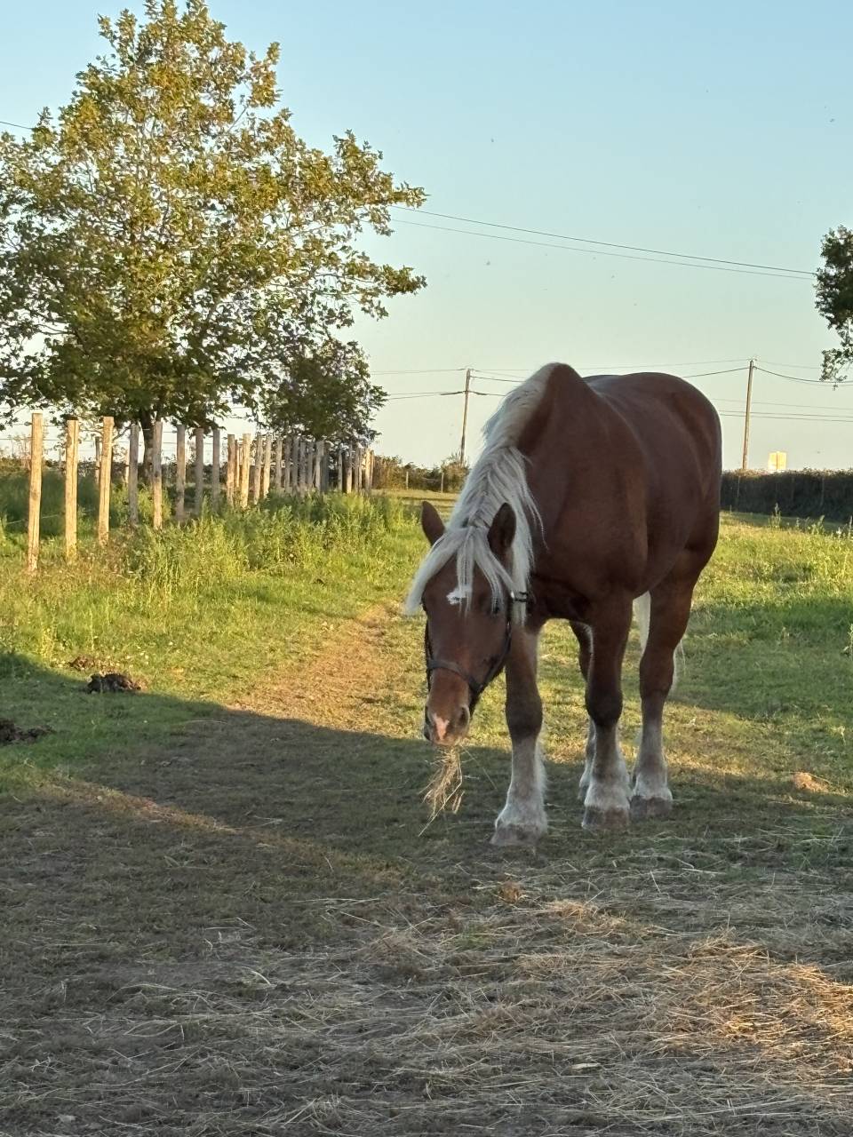 Mare Comtois For sale 2019 Chesnut