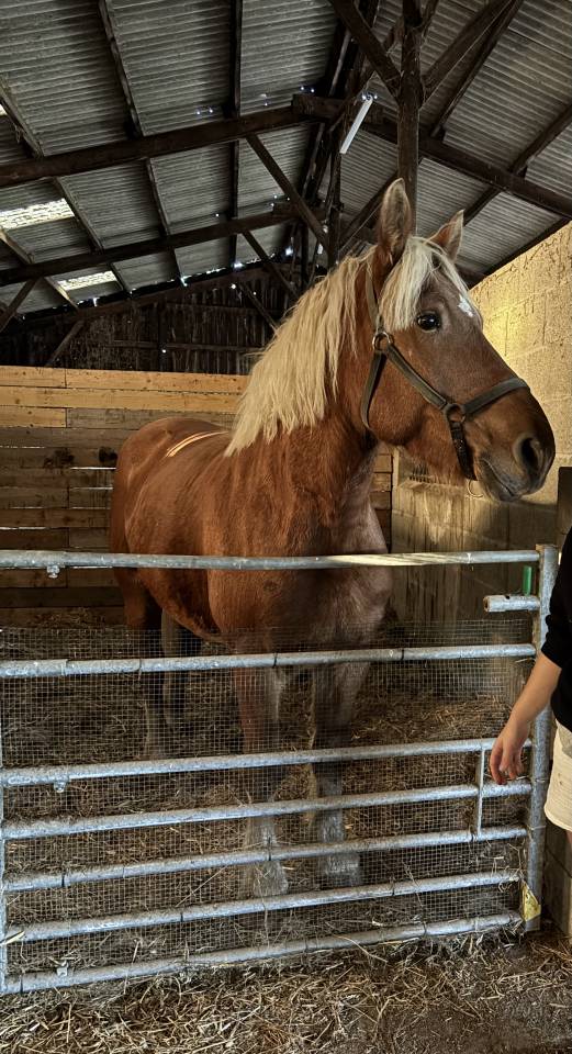 Mare Comtois For sale 2019 Chesnut