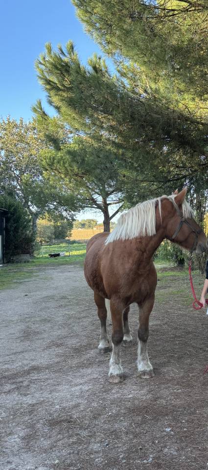 Mare Comtois For sale 2019 Chesnut