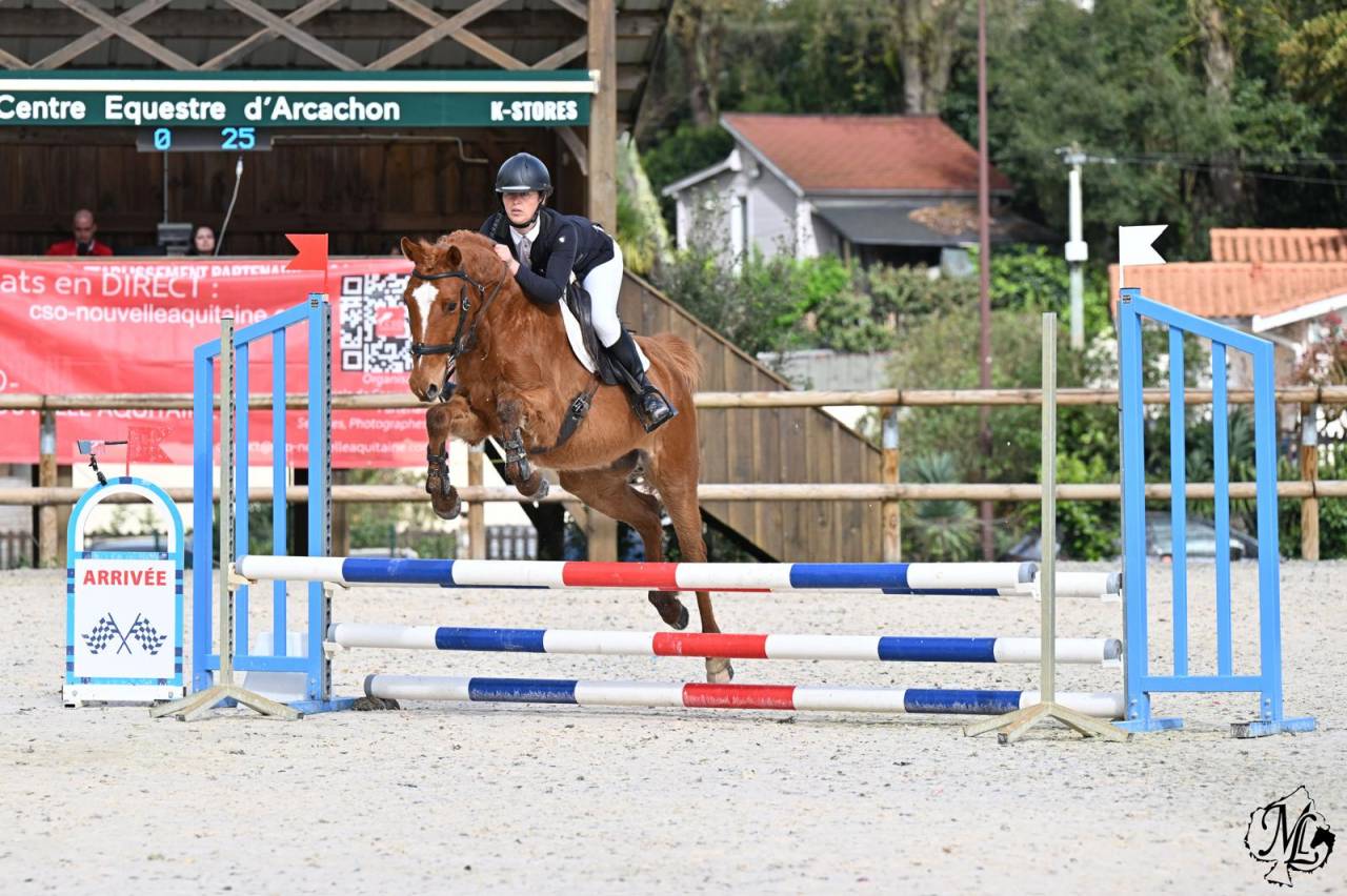 Gelding Origin Recorded For sale 2018 Chesnut