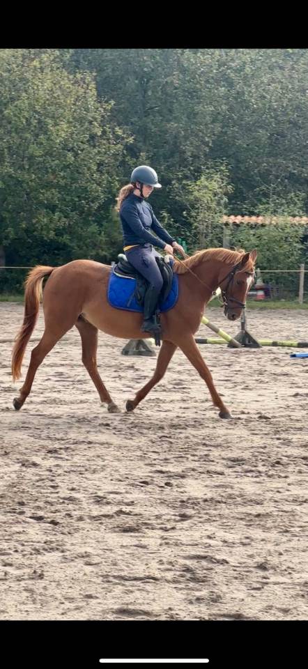 Gelding Origin Recorded For sale 2018 Chesnut