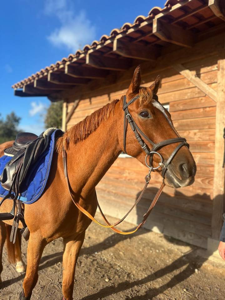 Gelding Origin Recorded For sale 2018 Chesnut