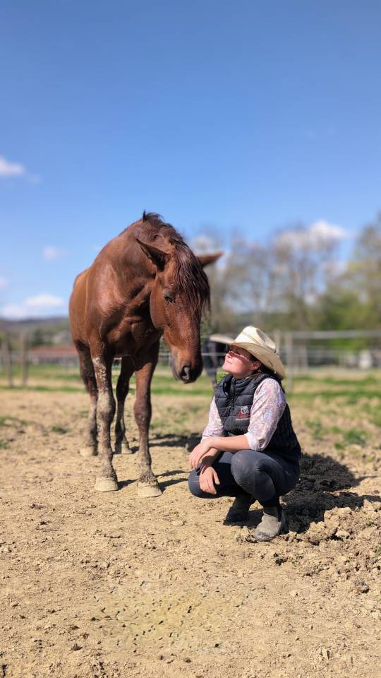 Entire PRE Pure Spanish Bred For sale 2022 Chesnut