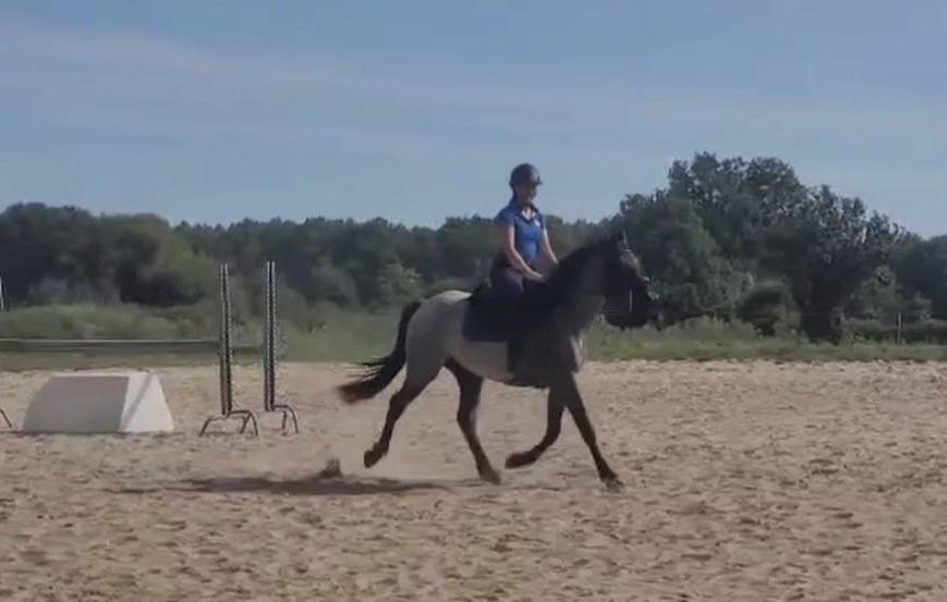Gelding Other Pony Breed For sale 2021 Grey