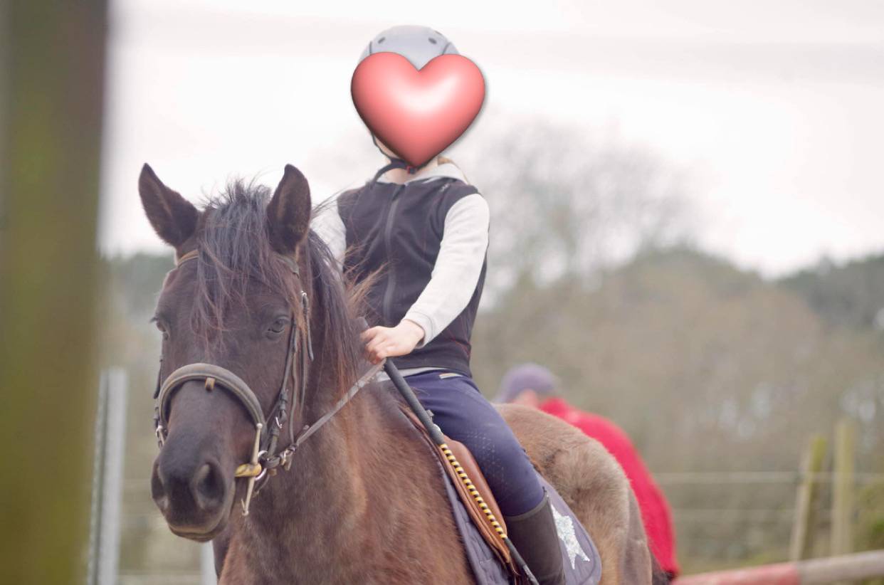 Gelding Other Pony Breed For sale 2021 Grey