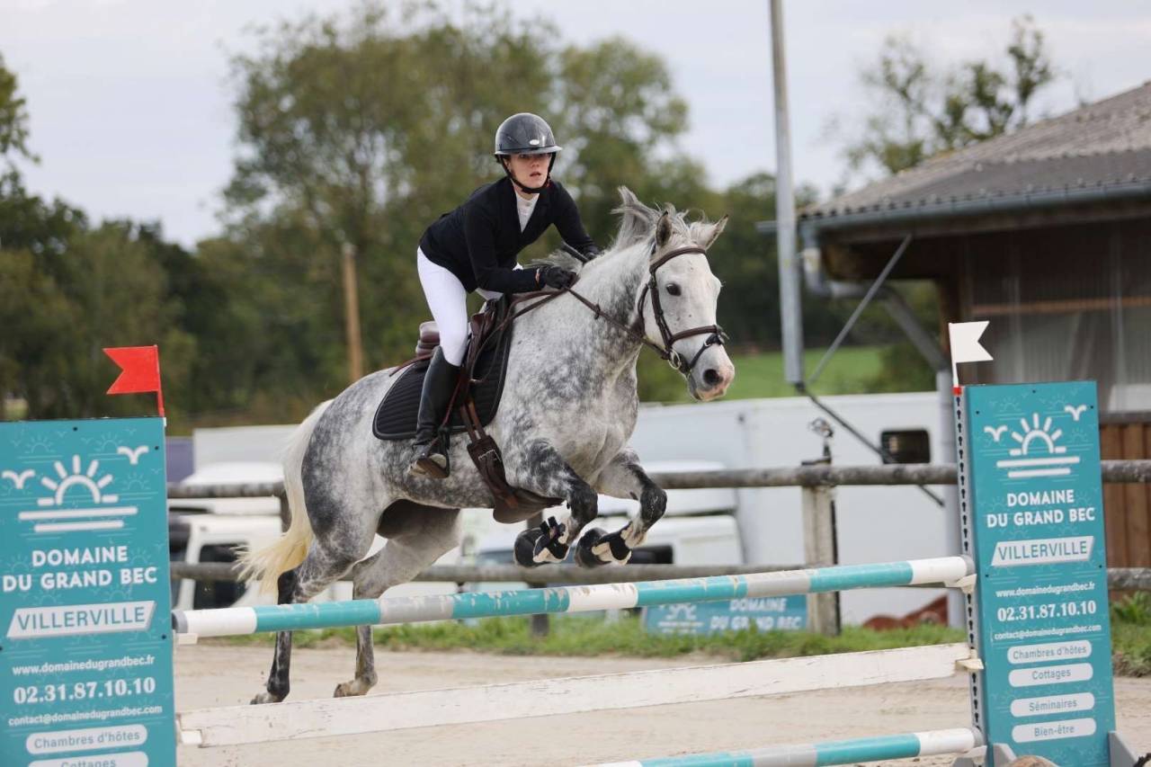 Mare Thoroughbred For sale 2012 Grey
