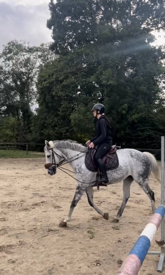 Mare Thoroughbred For sale 2012 Grey