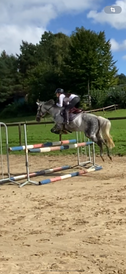 Mare Thoroughbred For sale 2012 Grey