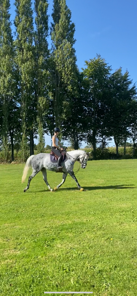 Mare Thoroughbred For sale 2012 Grey