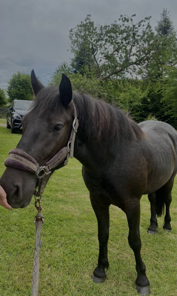 Gelding No Origin Recorded For sale 2023 Dark Bay