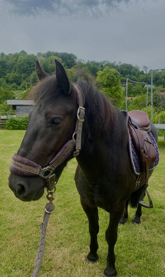 Gelding No Origin Recorded For sale 2023 Dark Bay