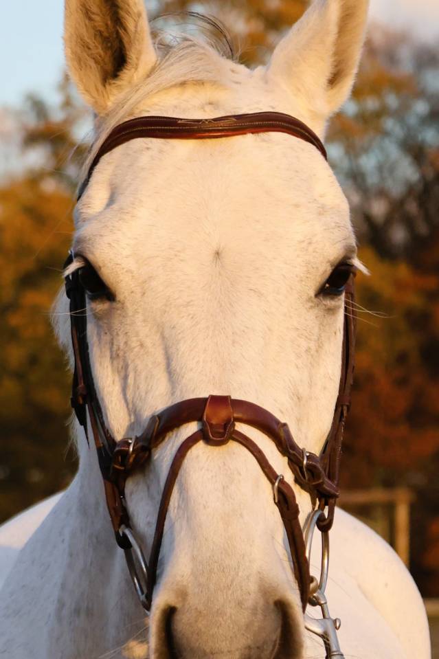 Gelding Origin Recorded For sale 2016 Grey