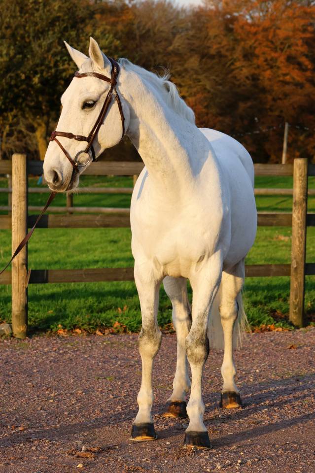 Gelding Origin Recorded For sale 2016 Grey