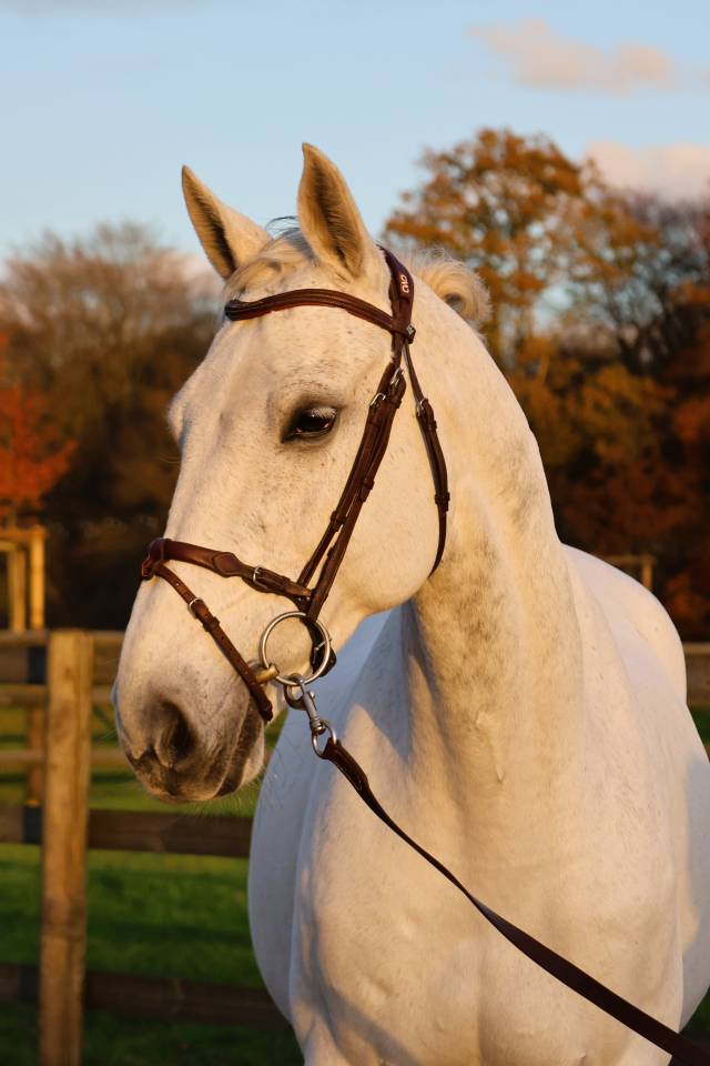 Gelding Origin Recorded For sale 2016 Grey