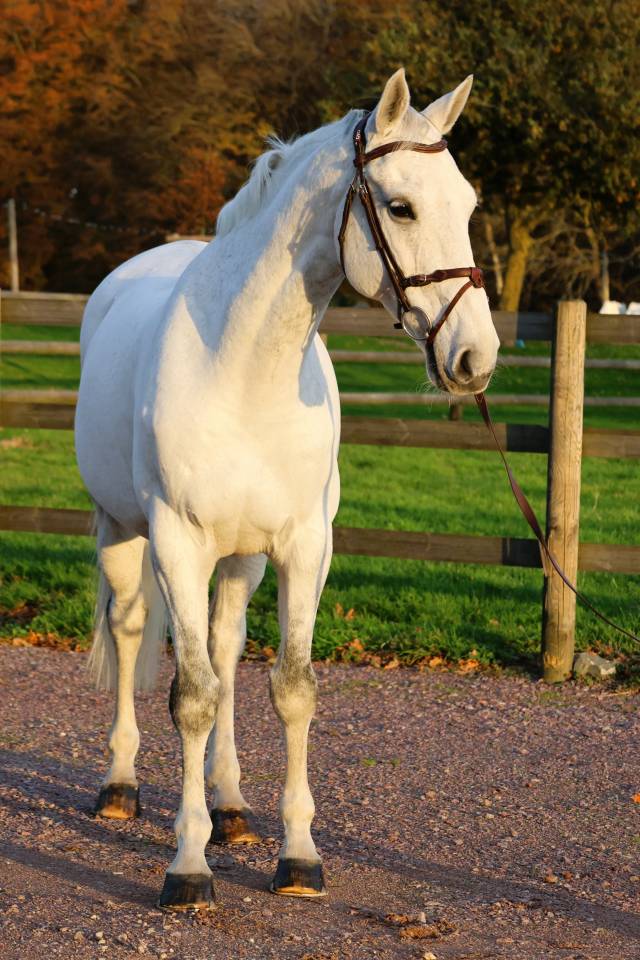 Gelding Origin Recorded For sale 2016 Grey