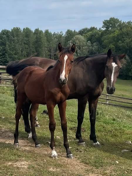 Mare Selle Français For sale 2010 Dark Bay