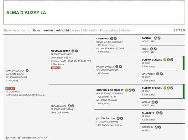 Mare Selle Français For sale 2010 Dark Bay