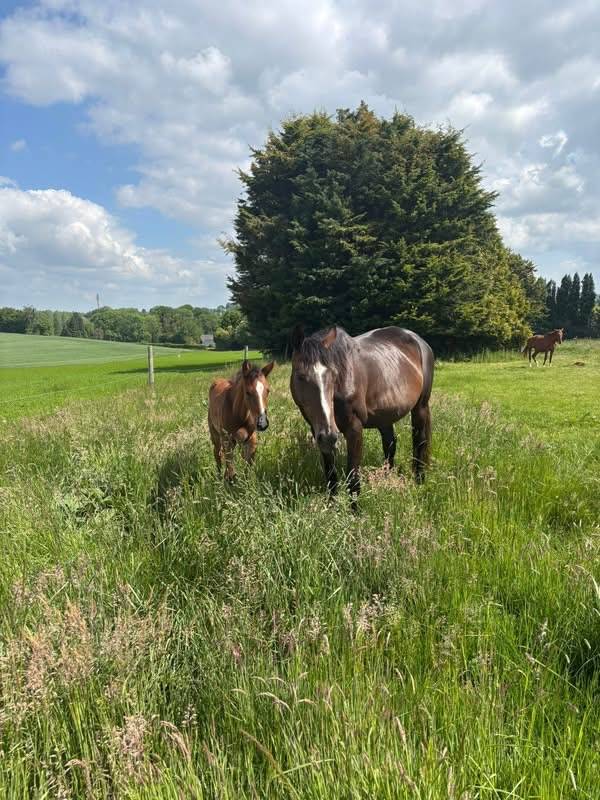 Mare Selle Français For sale 2010 Dark Bay