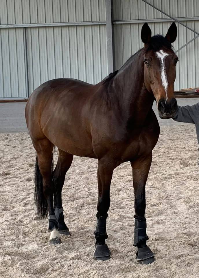 Mare Selle Français For sale 2010 Dark Bay