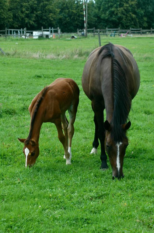 Mare Selle Français For sale 2010 Dark Bay