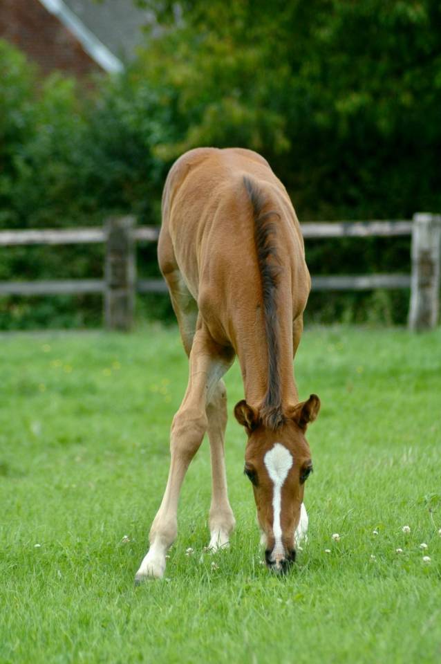 Mare Selle Français For sale 2010 Dark Bay